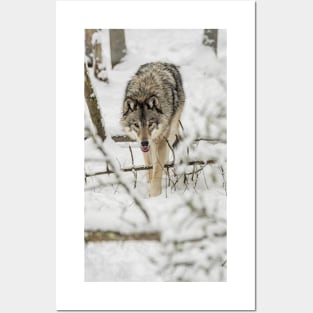 Timber Wolf Posters and Art